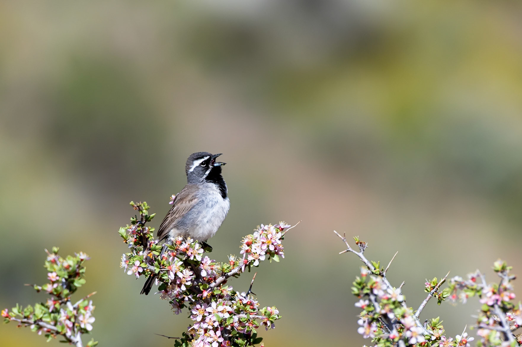 Humboldt-Toiyabe National Forest, NV