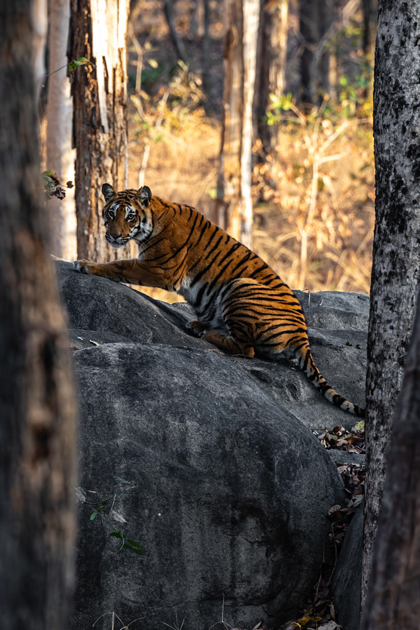 Pench National Park