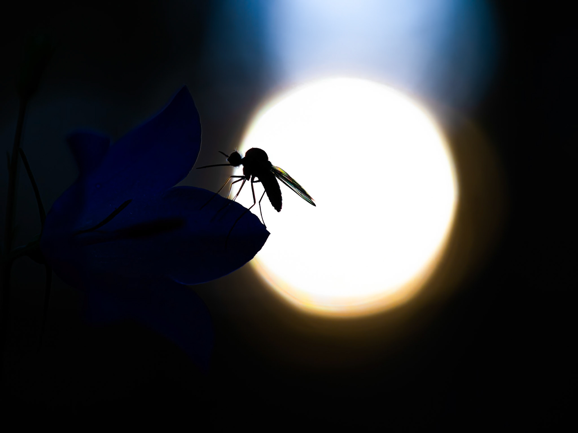 Santa Fe National Forest, NM