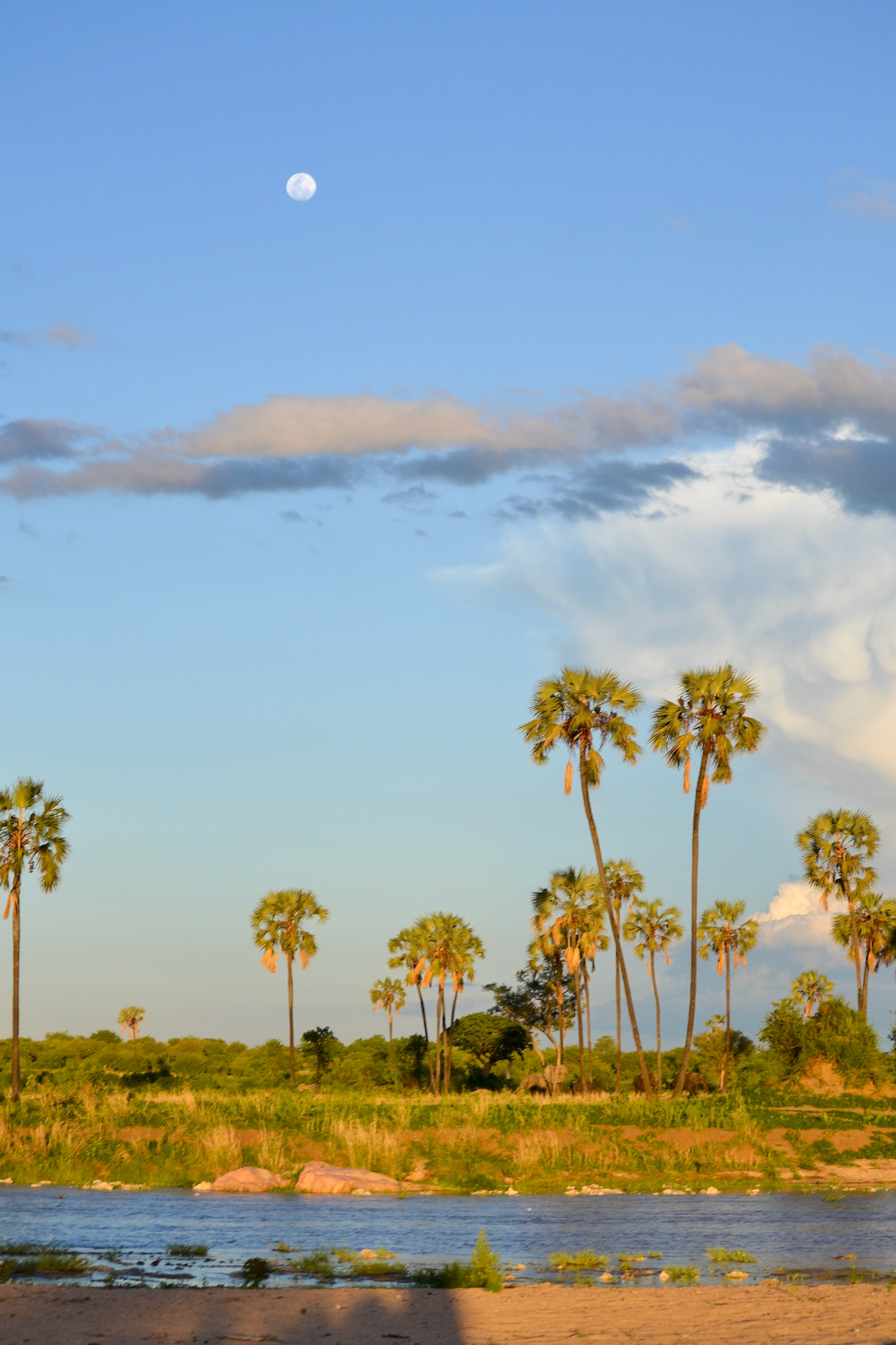 Ruaha National Park, Tanzania