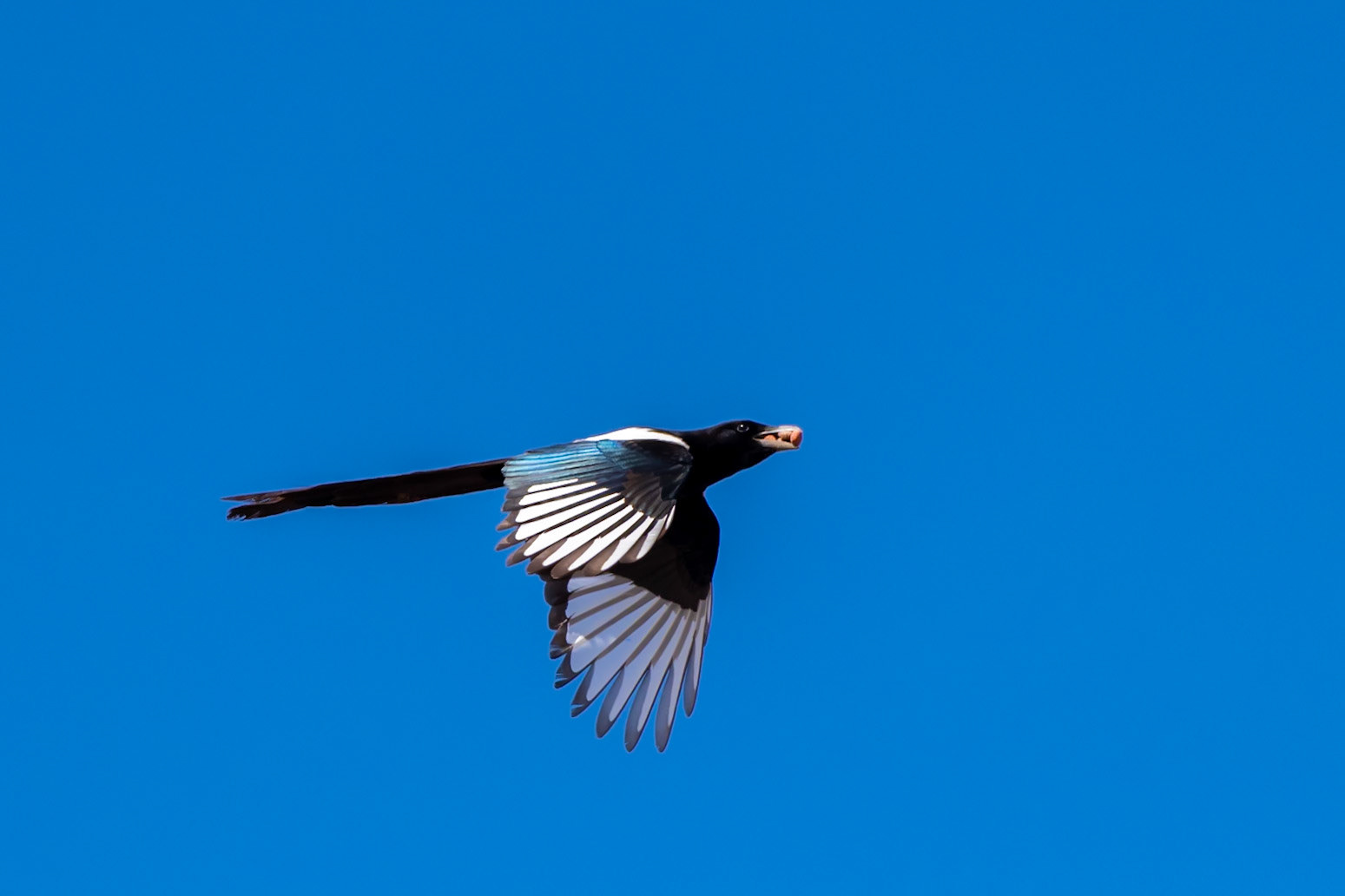 Humboldt-Toiyabe National Forest, NV