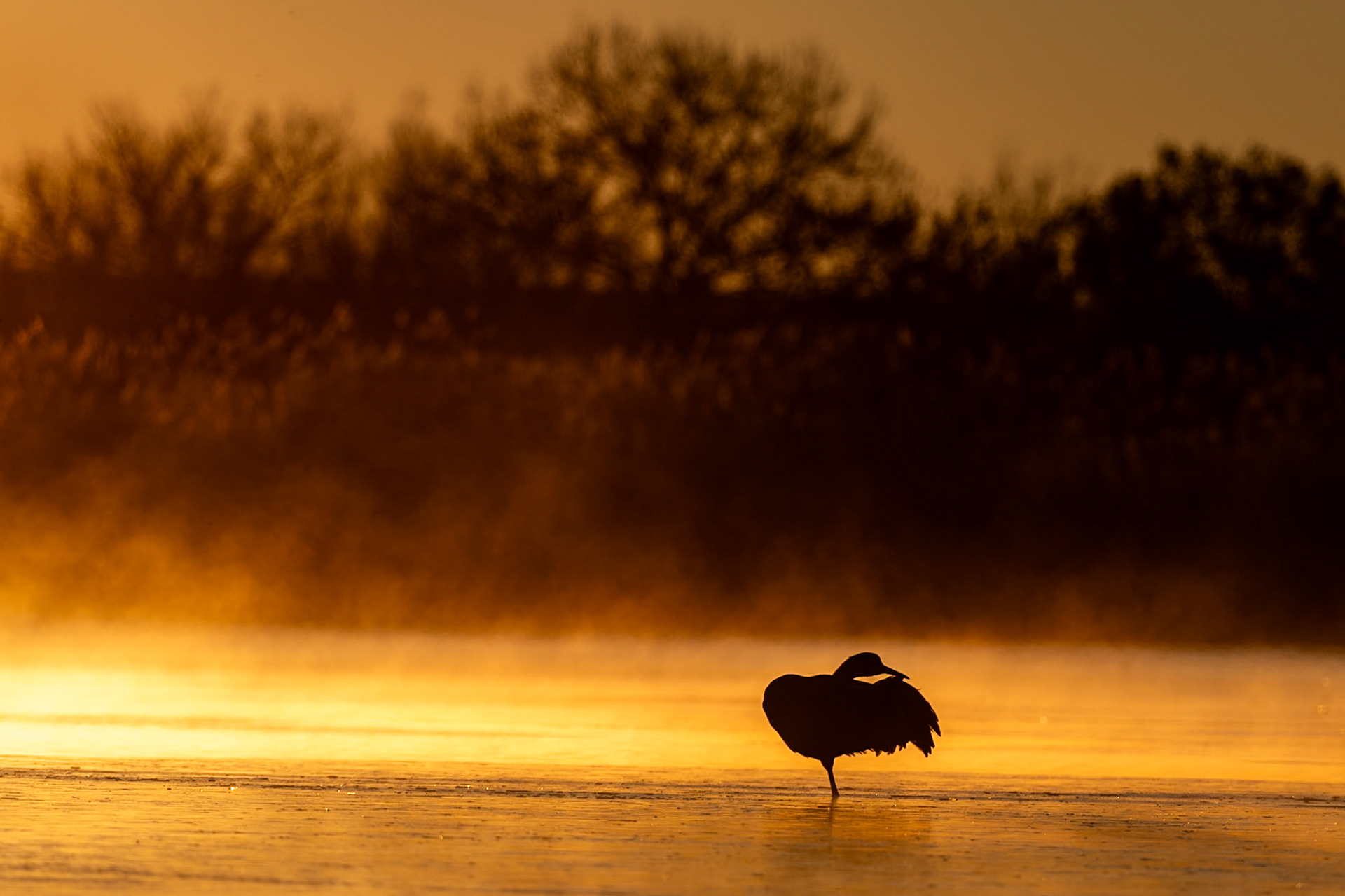 Bosque del Apache NWR, NM