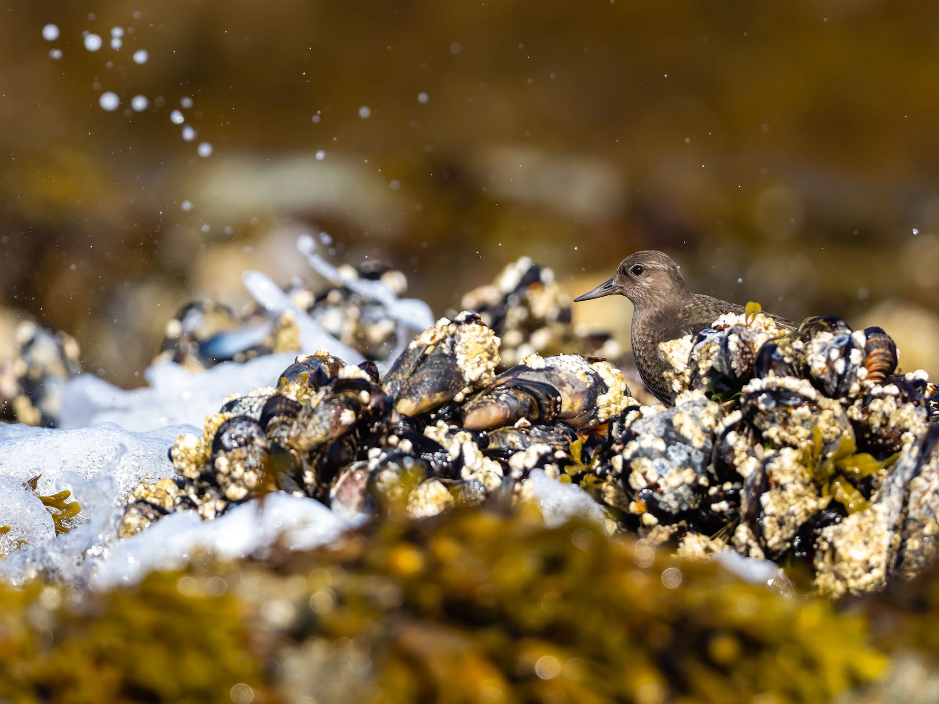 Barkley Sound, British Columbia