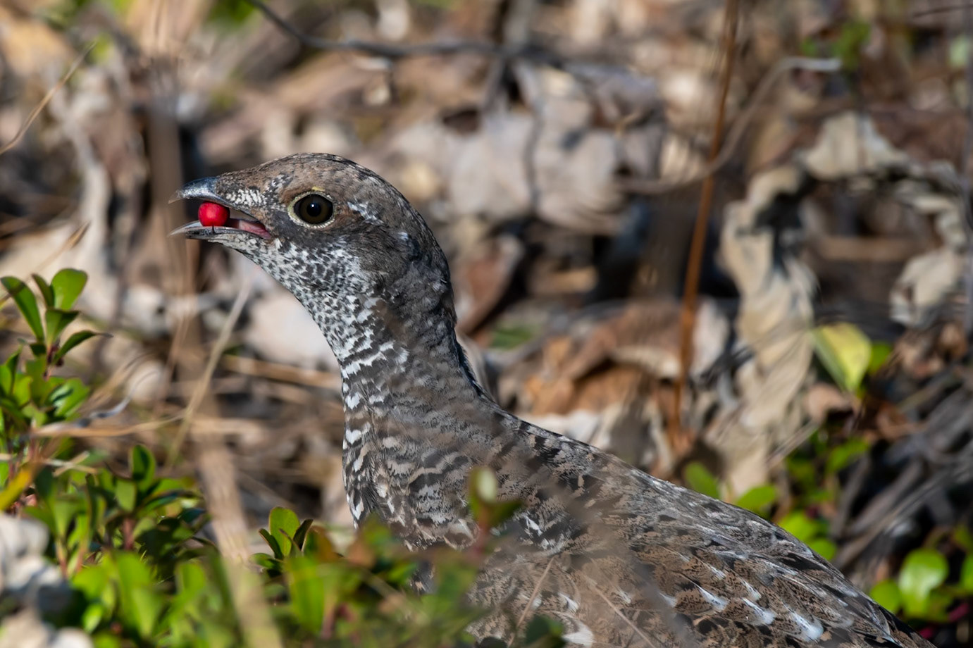 Lola National Forest, MT