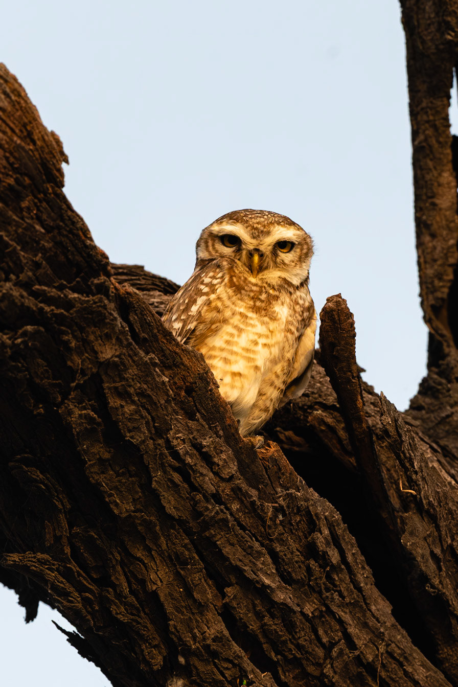 Keoladeo National Park