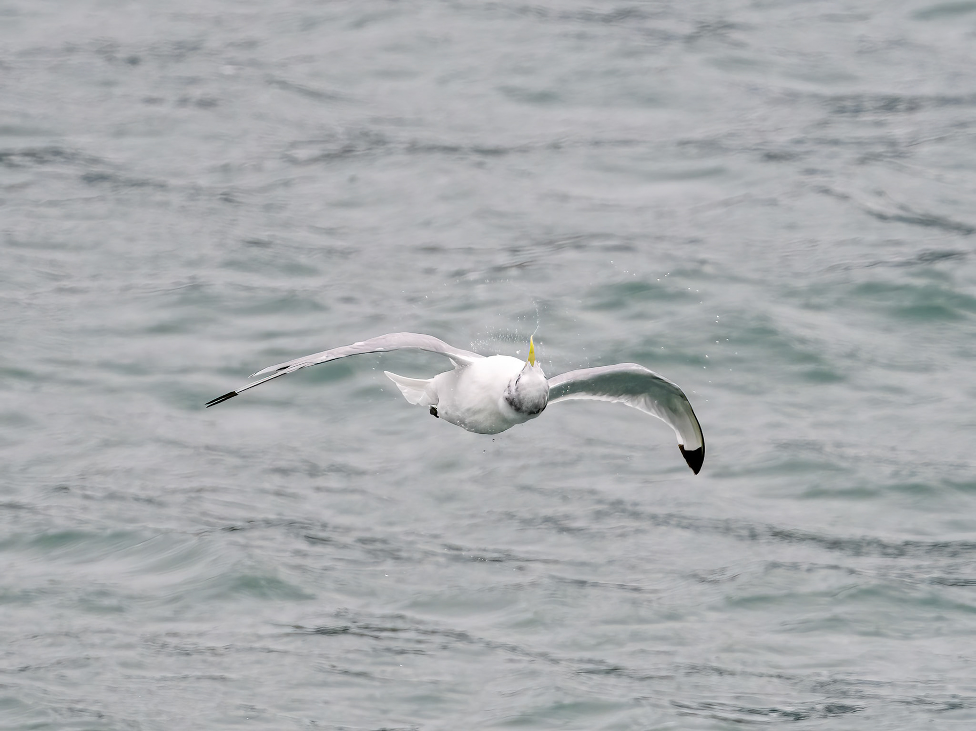 Glacier Bay National Park, AK