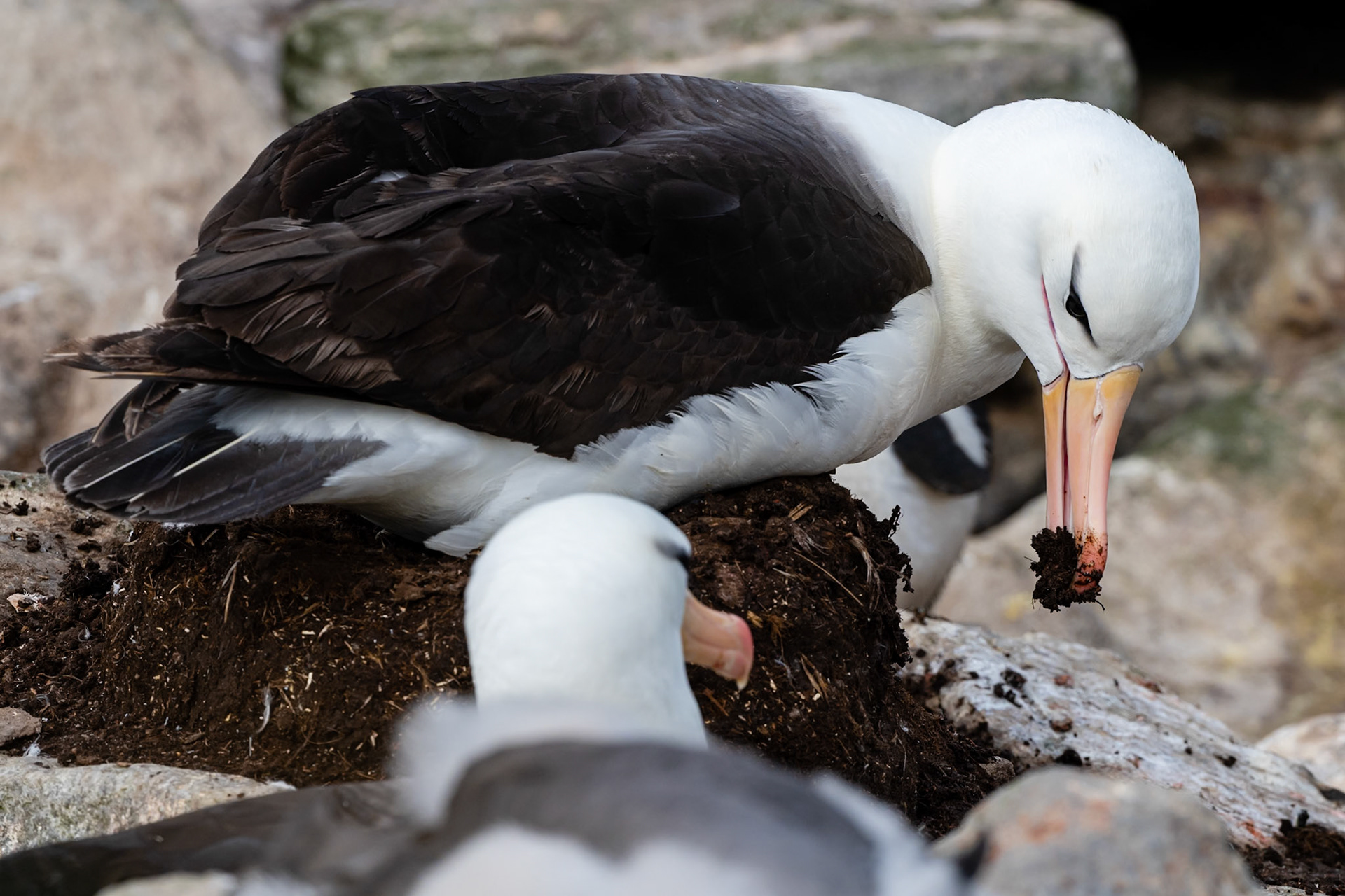 West Point Island, Falklands