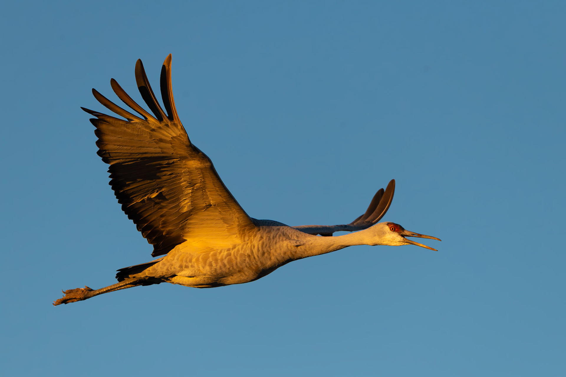 Bernardo Wildlife Area, NM