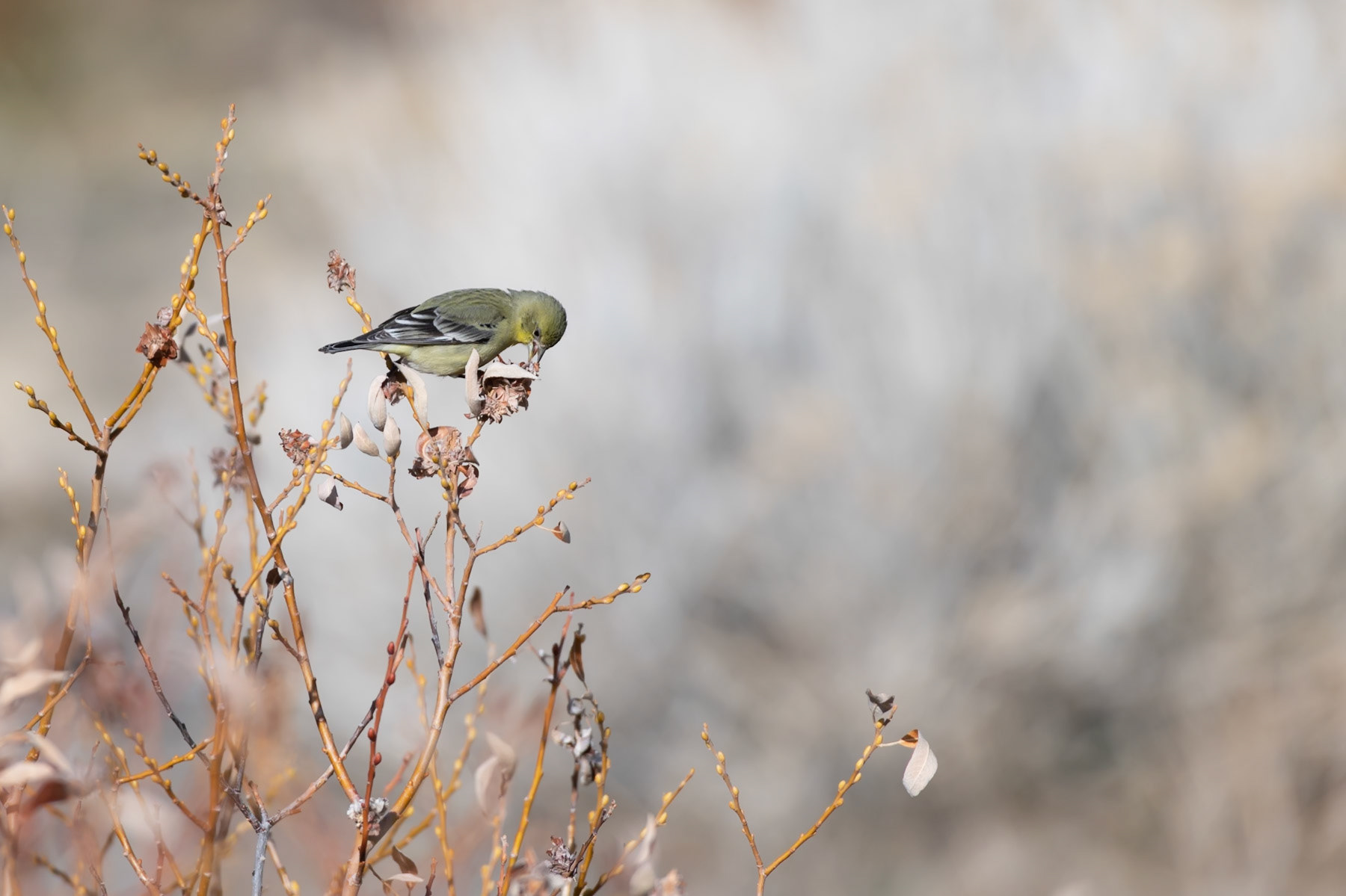 Humboldt-Toiyabe National Forest, NV
