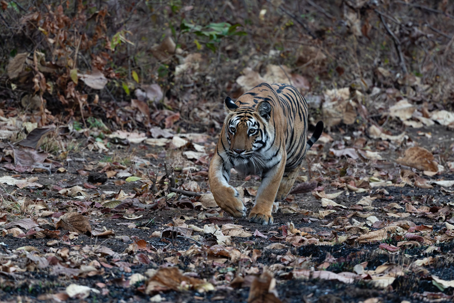 Tadoba Andhari Tiger Reserve