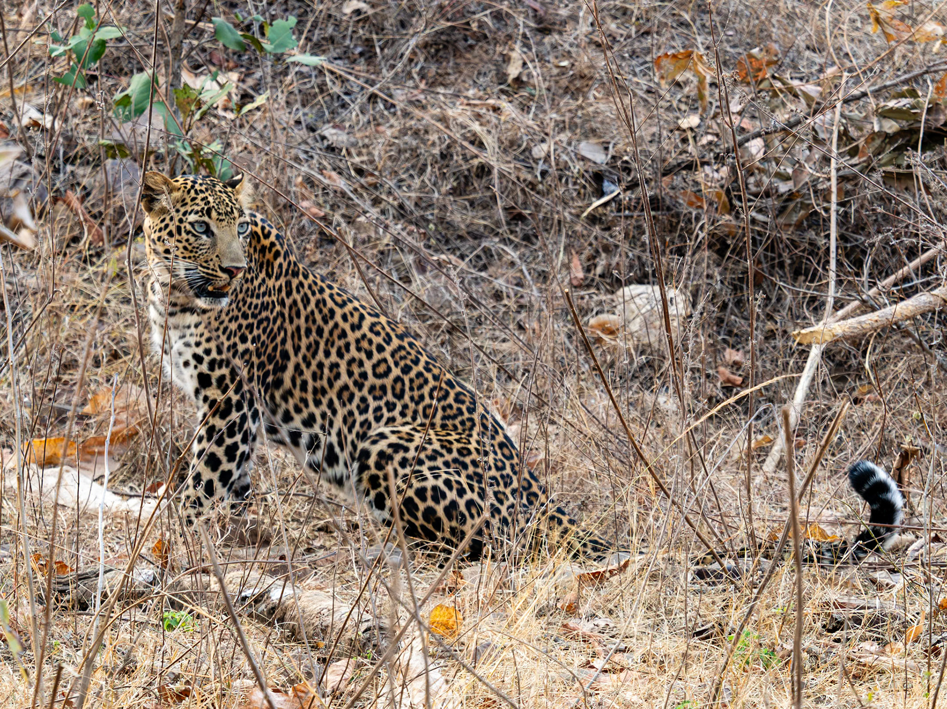 Tadoba Andhari Tiger Reserve