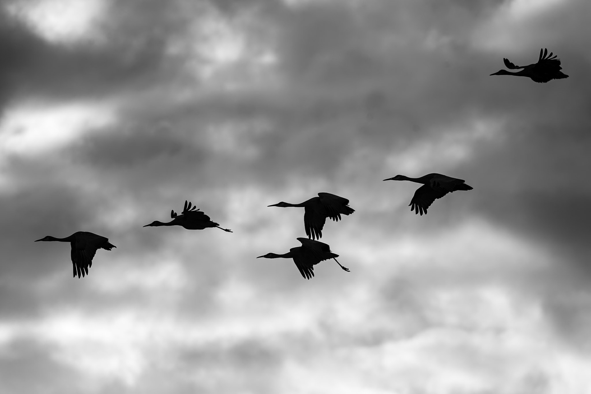 Bernardo Wildlife Area, NM