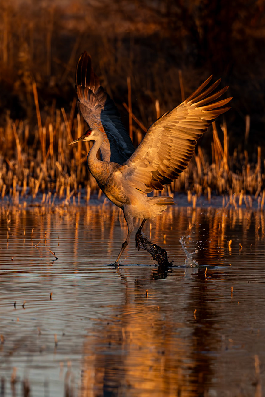 Bernardo Wildlife Area, NM
