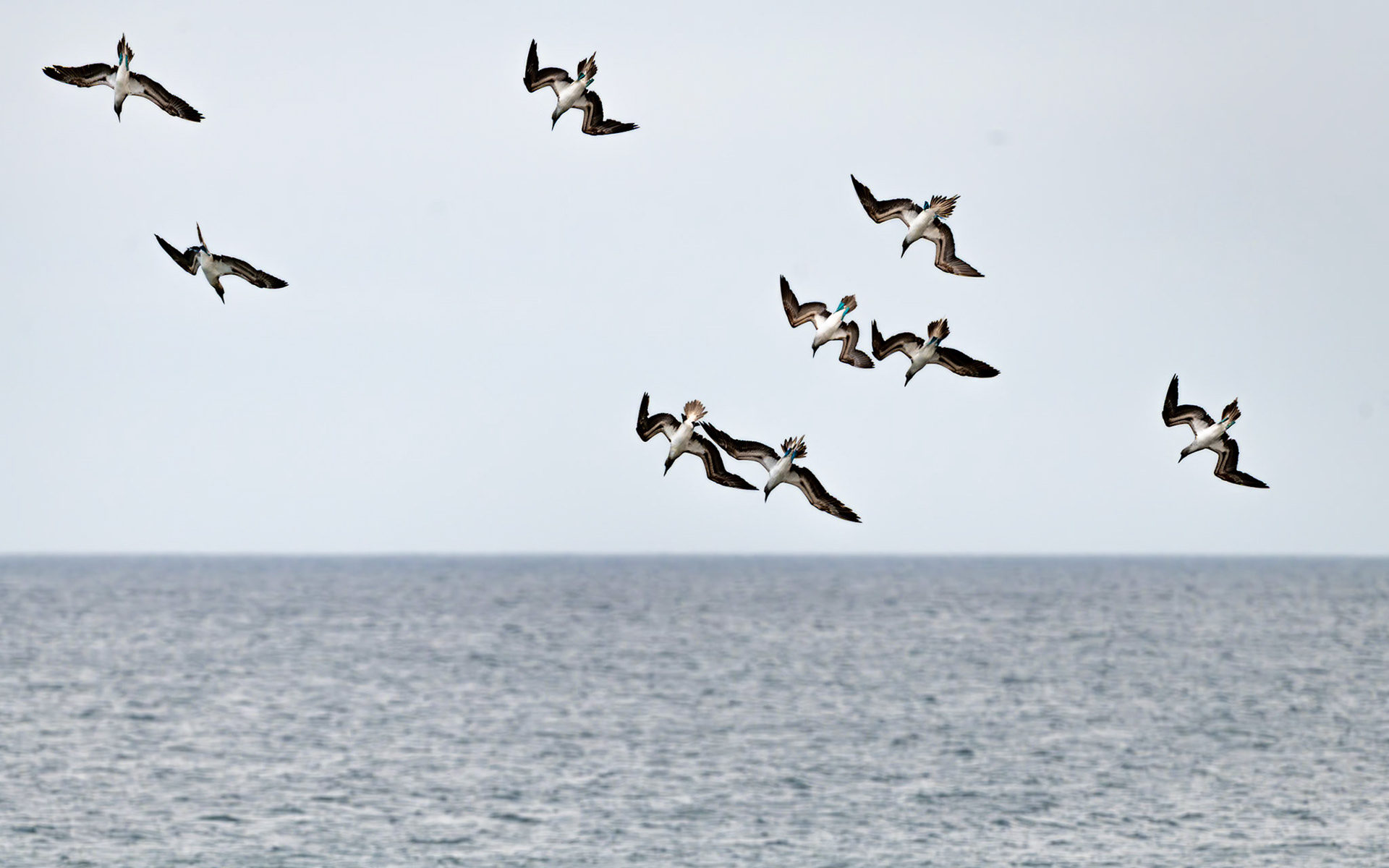 Blue-footed Boobies bank steeply into a dive as they hunt schools of fish off the coast of Punta Espinoza, Galápagos
