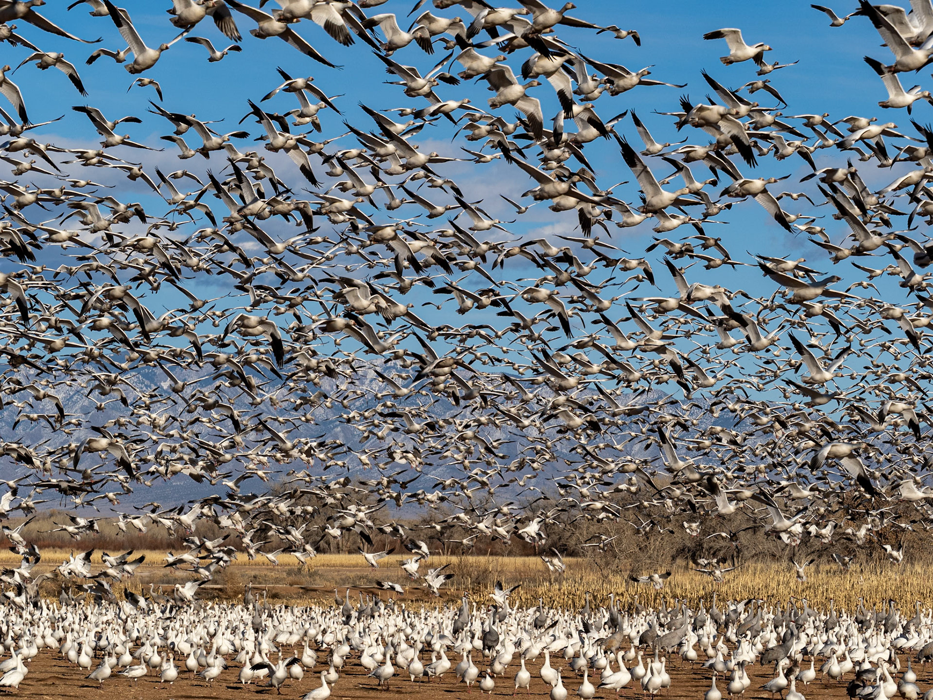 Bernardo Wildlife Area, NM