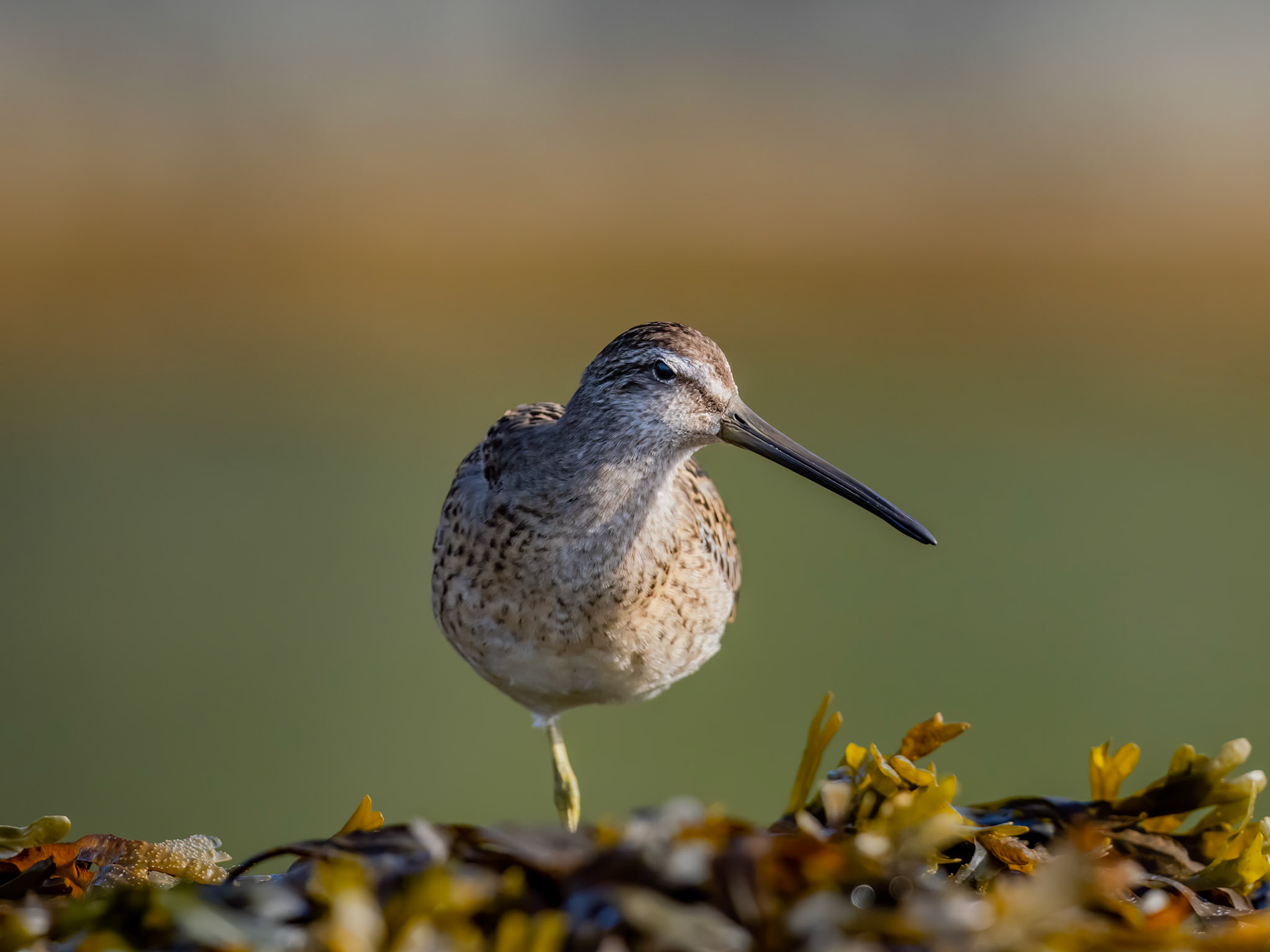 Barkley Sound, British Columbia