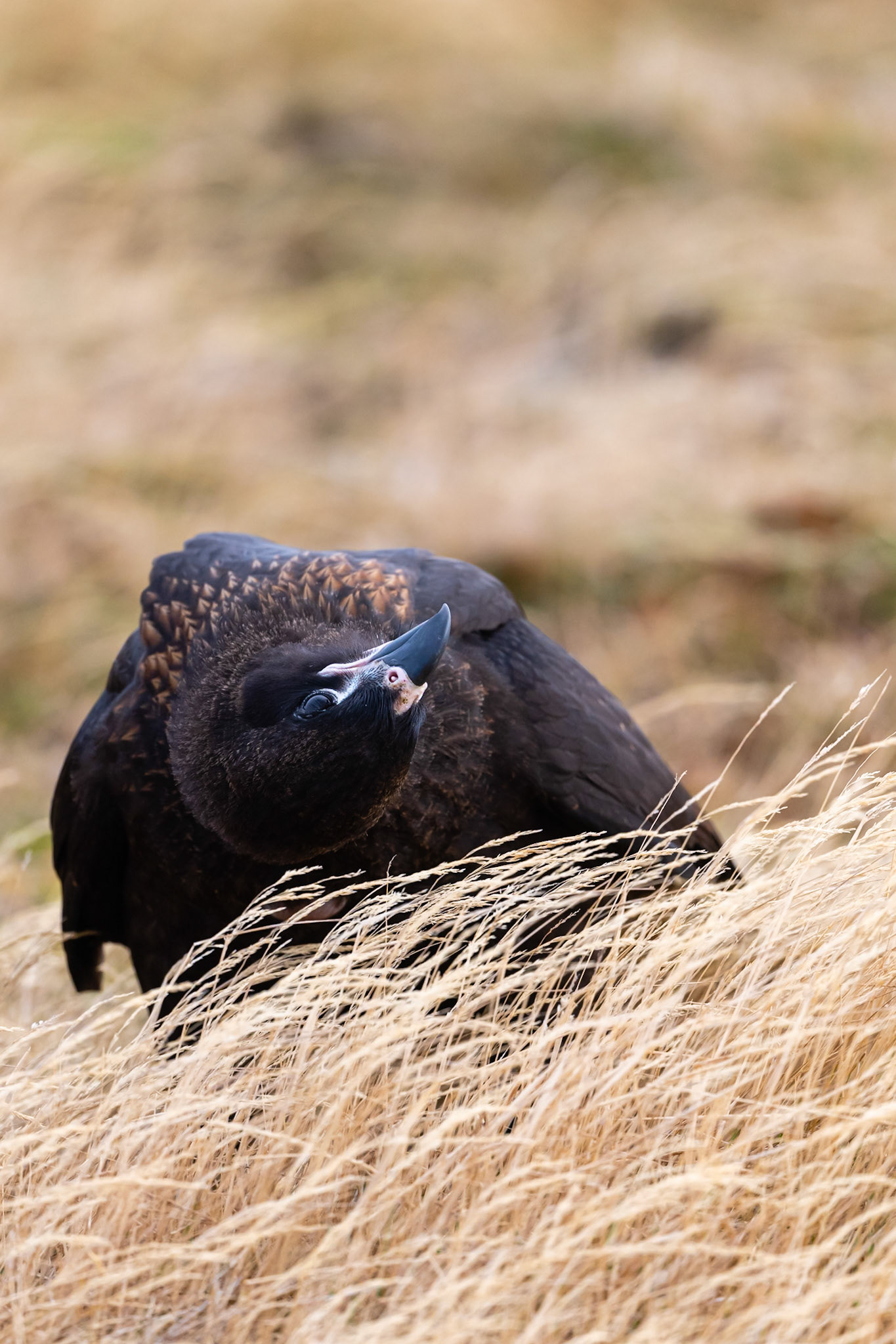 West Point Island, Falklands