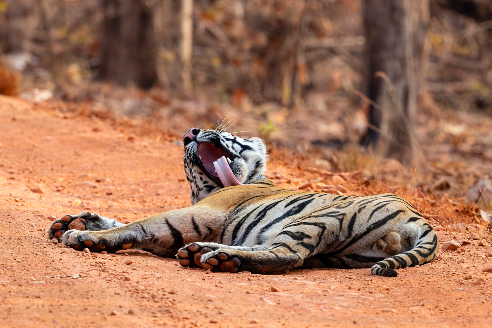 Tadoba Andhari Tiger Reserve
