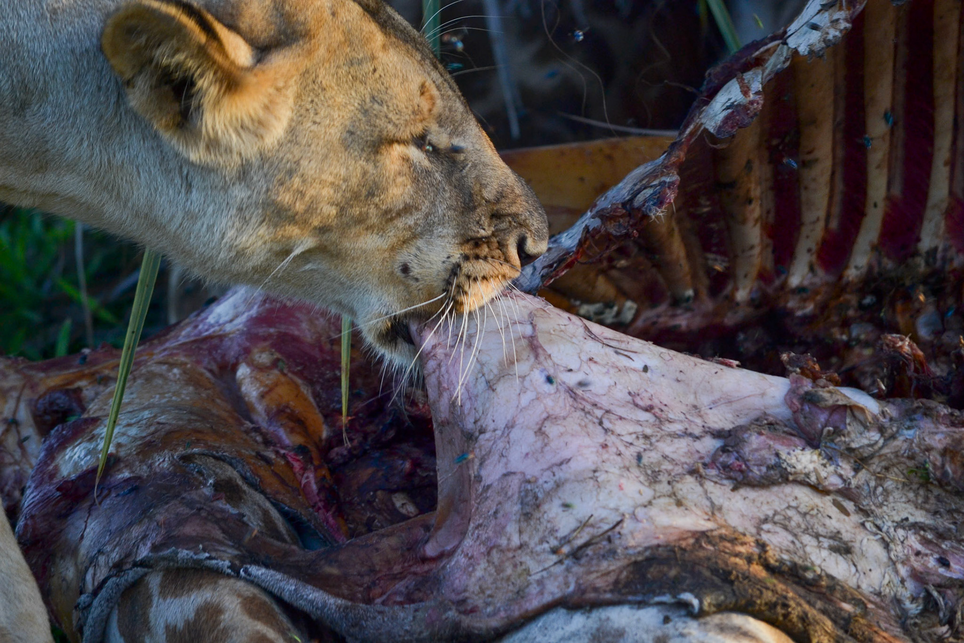 Selous Game Reserve, Tanzania