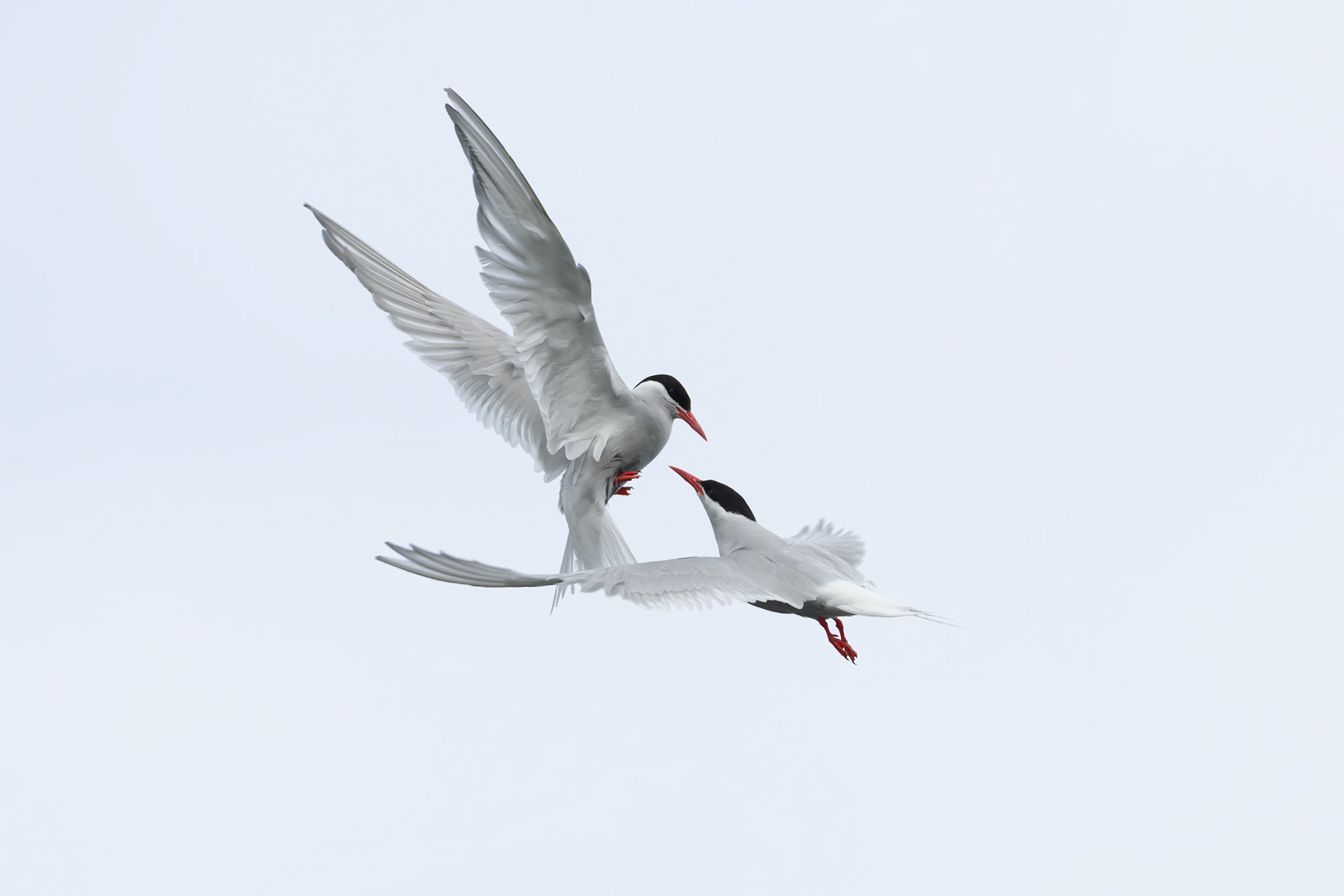 Low Island, Antarctica