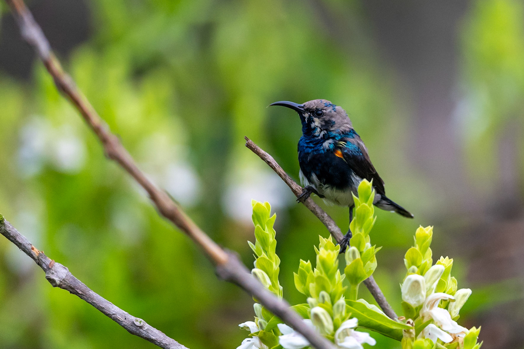Keoladeo National Park