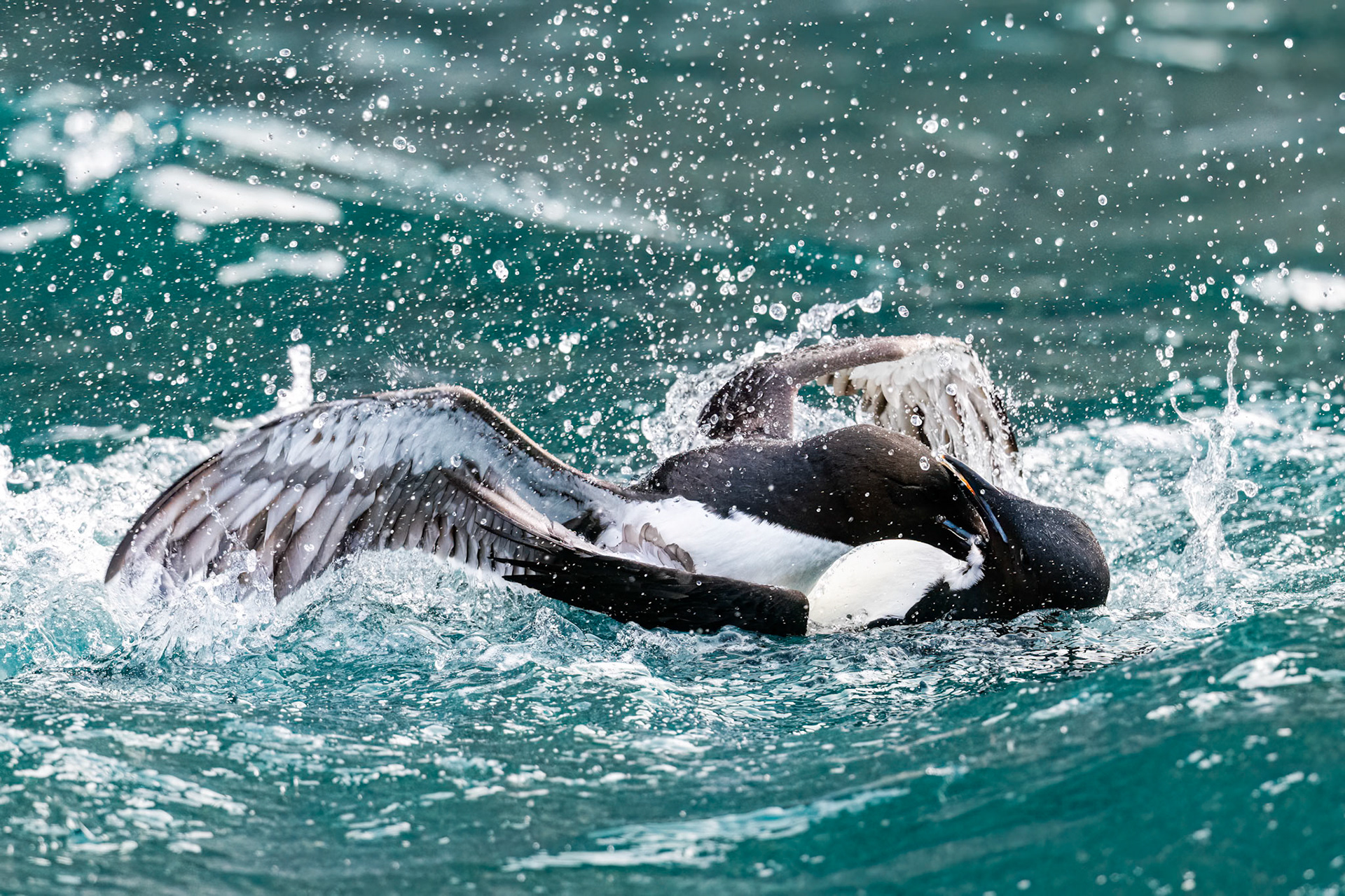 Alkefjellet, Svalbard