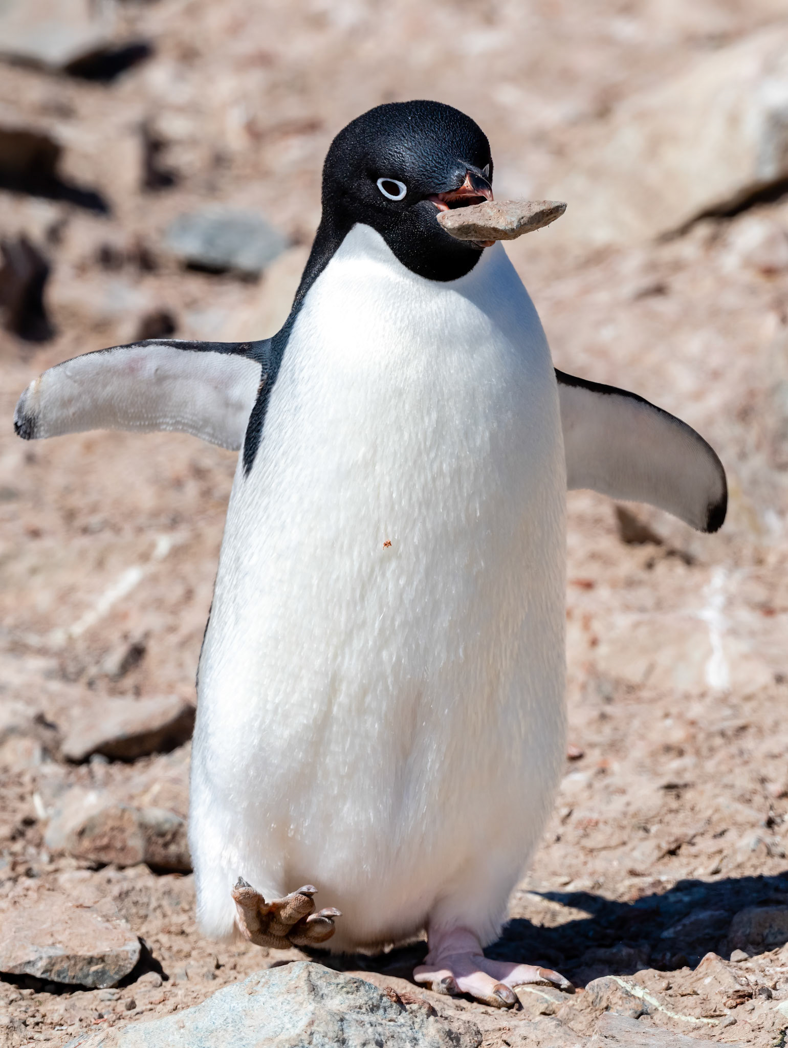 Pourquoi Pas Island, Antarctica