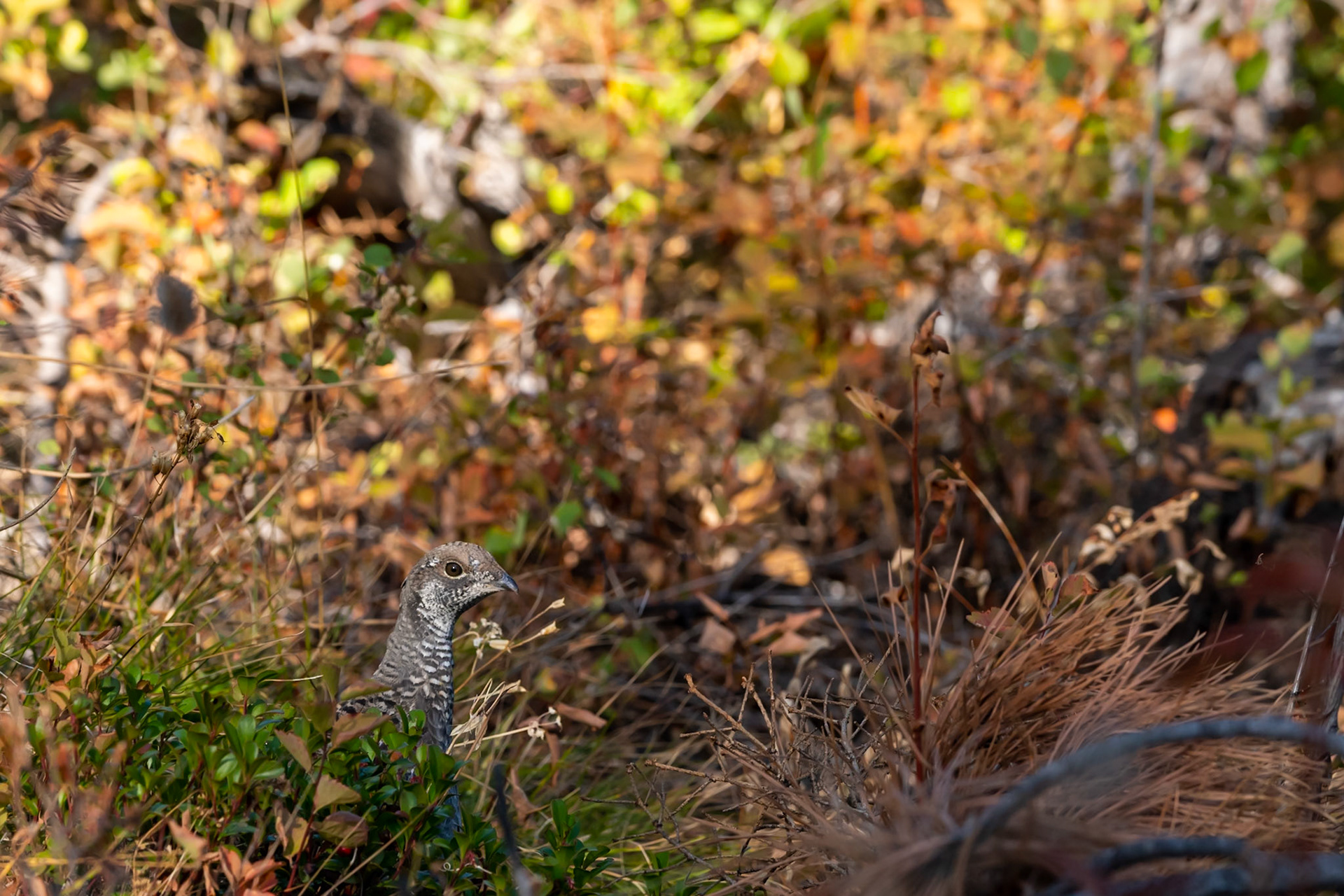 Lola National Forest, MT