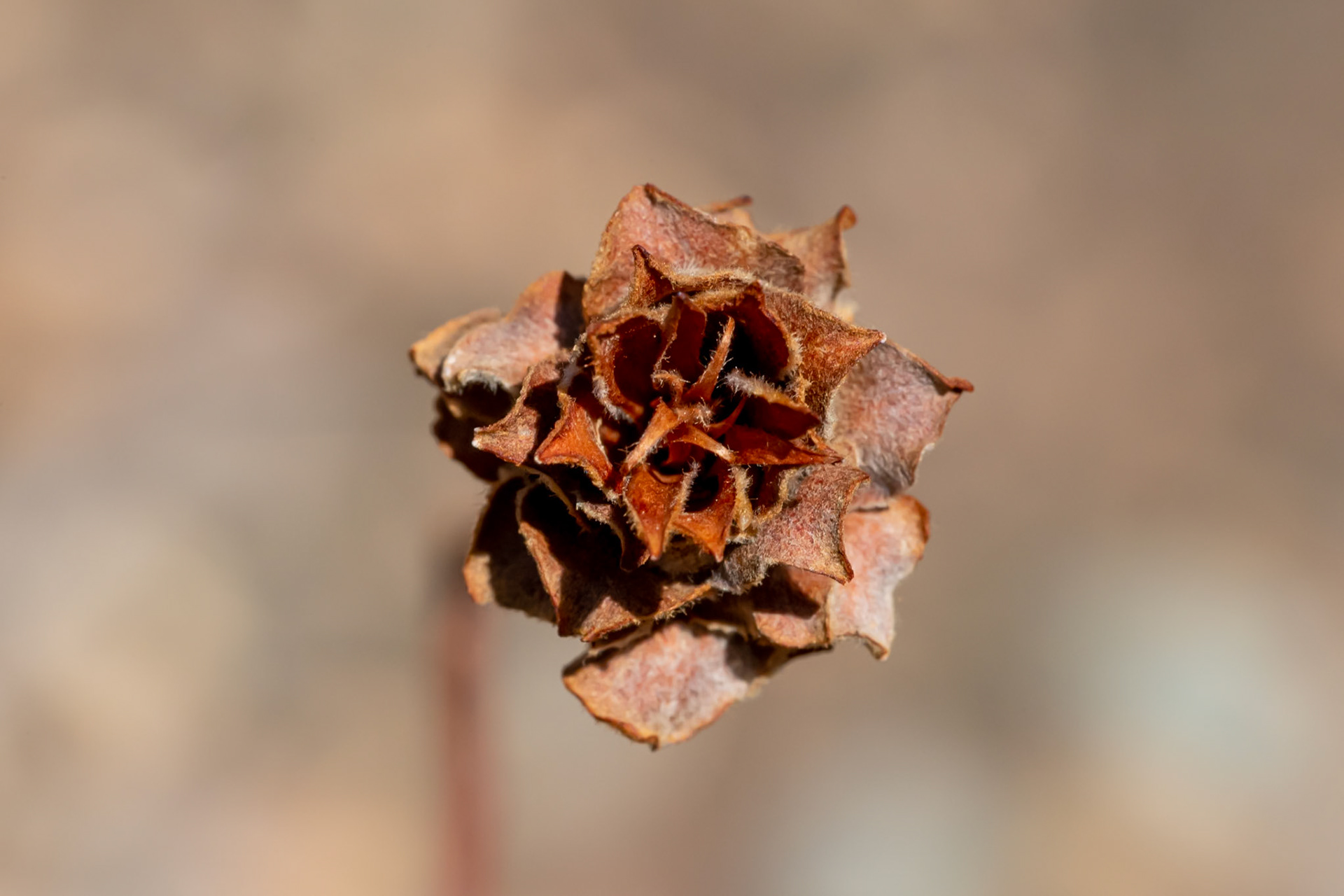 Humboldt-Toiyabe National Forest, NV