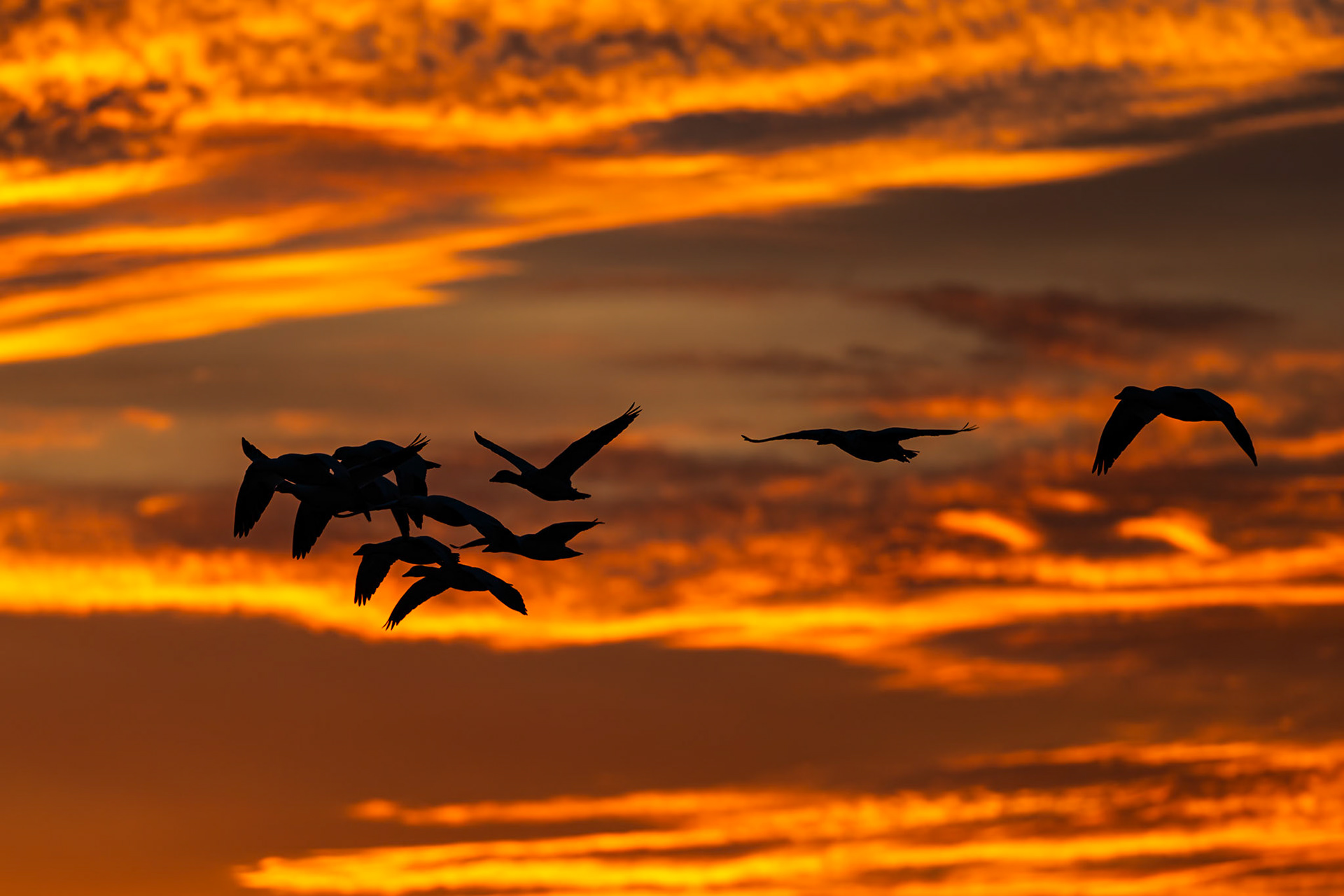 Bosque Del Apache NWR, NM