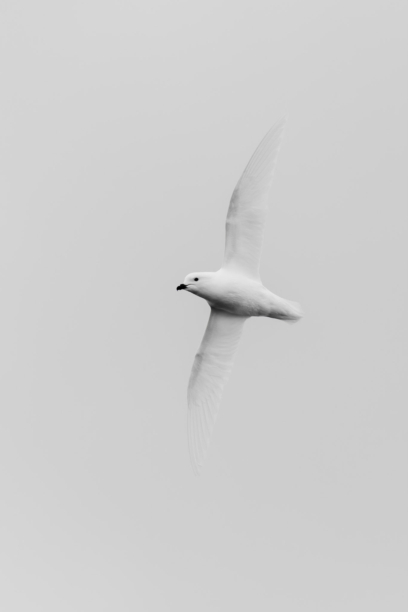 The Gullet, Antarctica