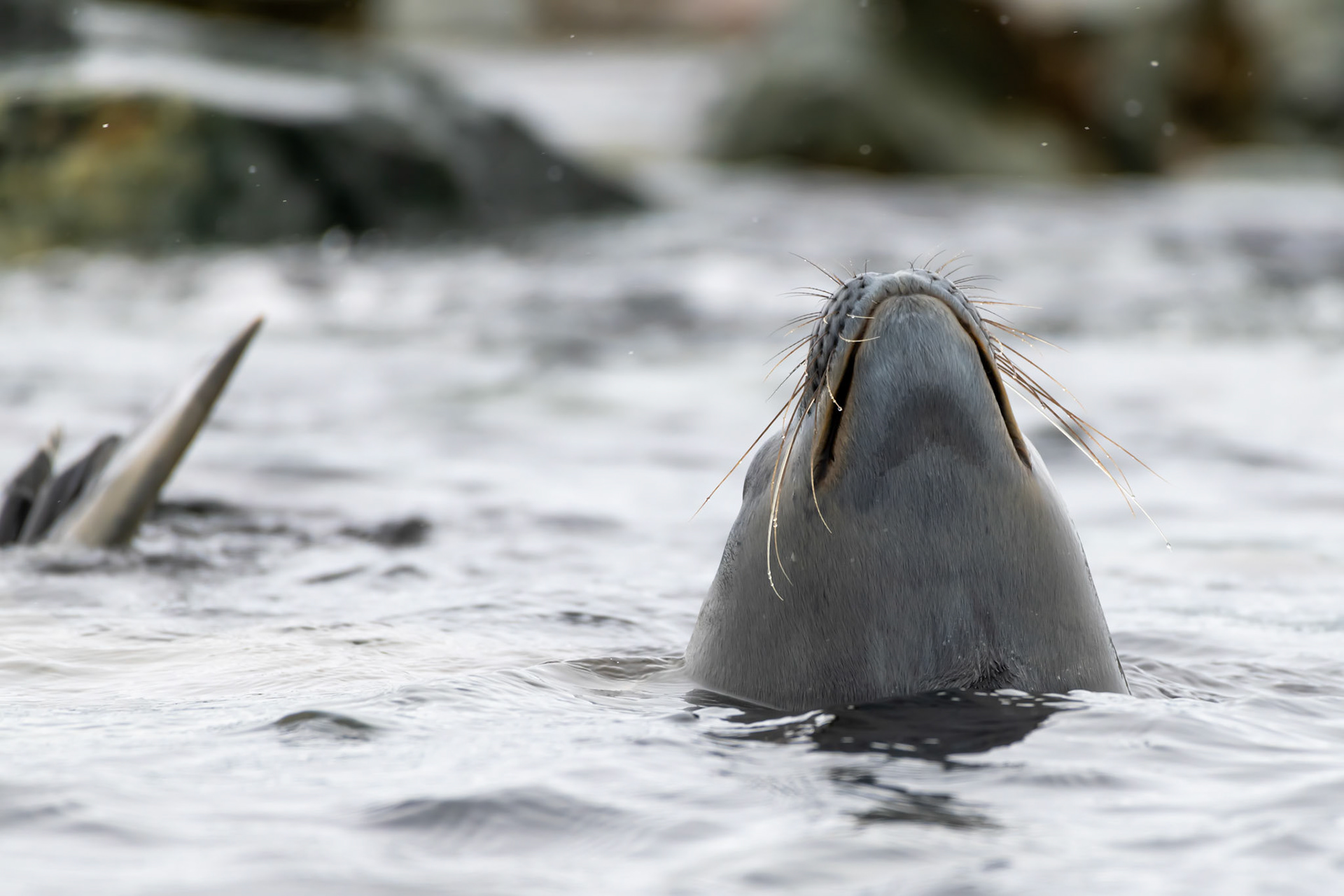 Grinder rocks, Antarctica