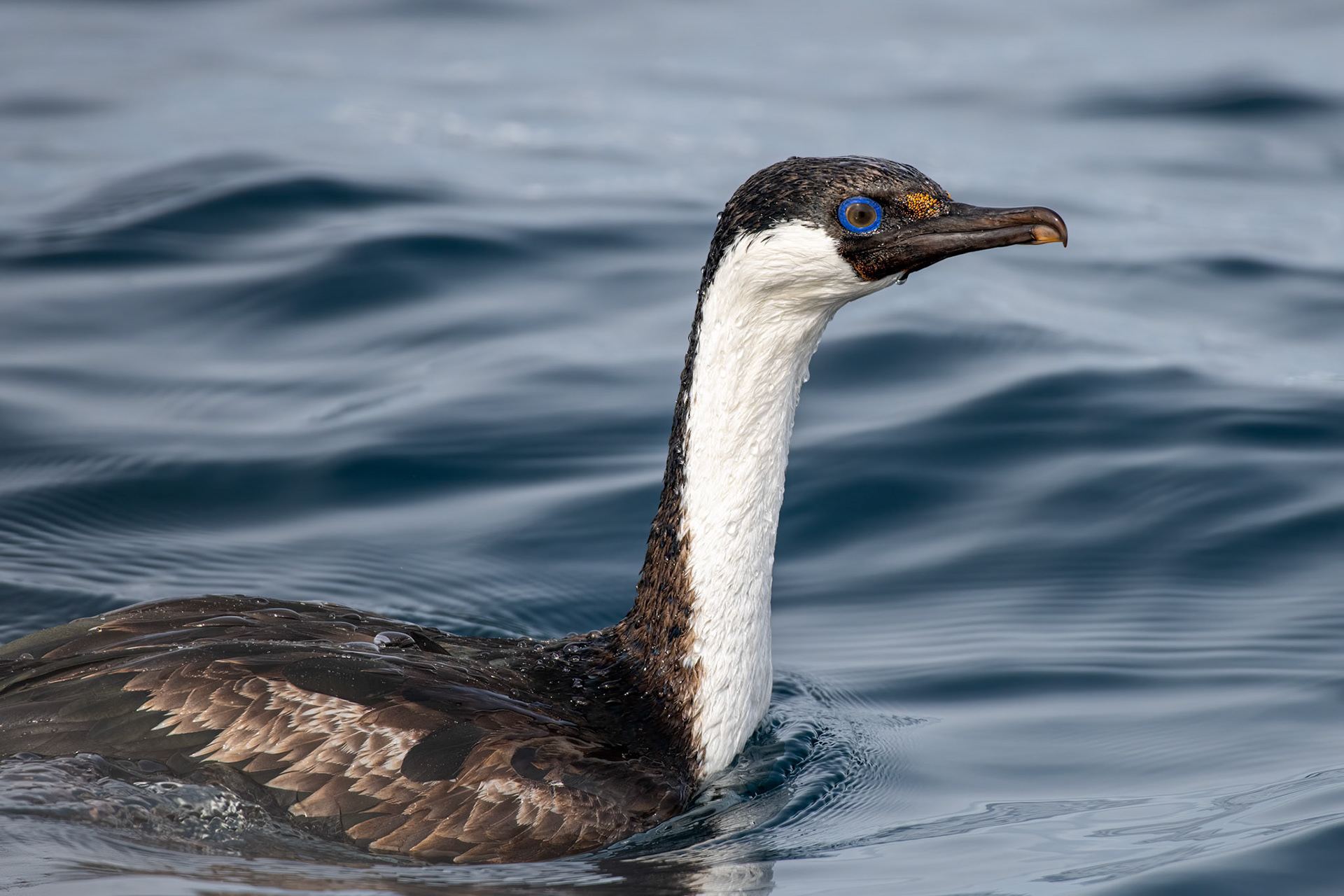 Grinder Rocks, Antarctica