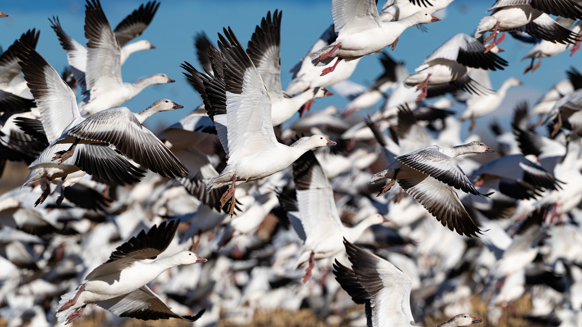 Bernardo Wildlife Area, NM
