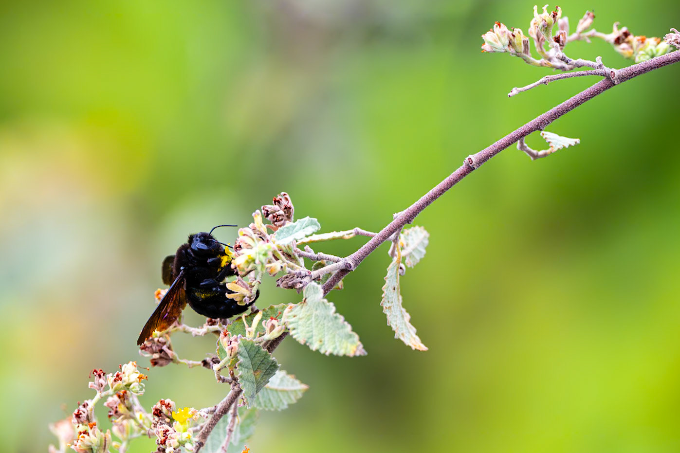 Galápagos Carpenter Bees are the only bee on the islands and an endemic species. Here one moves from flower to flower pollinating them as it goes. Urbina Bay, Galápagos