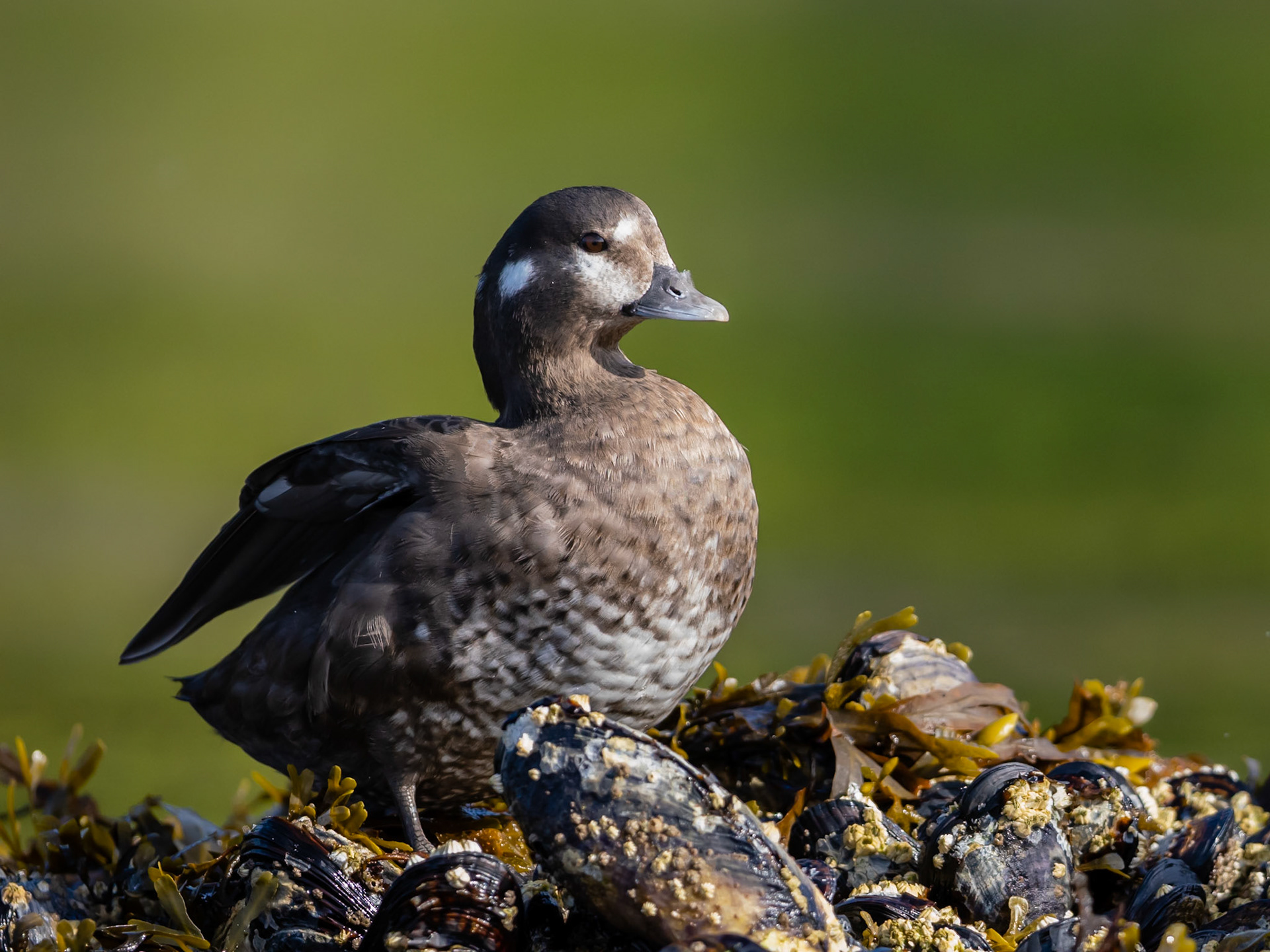 Barkley Sound, British Columbia