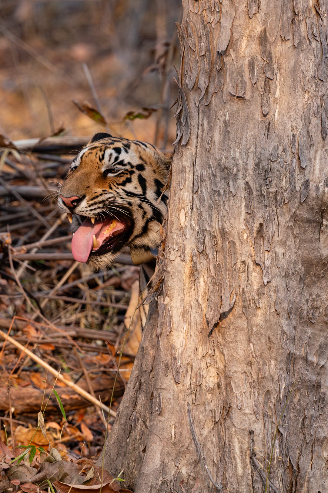 Tadoba Andhari Tiger Reserve