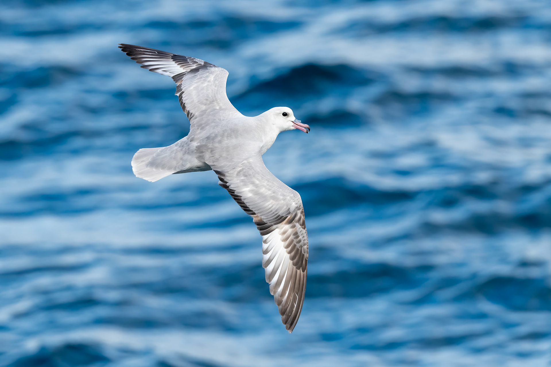 Gerlache Strait, Antarctica
