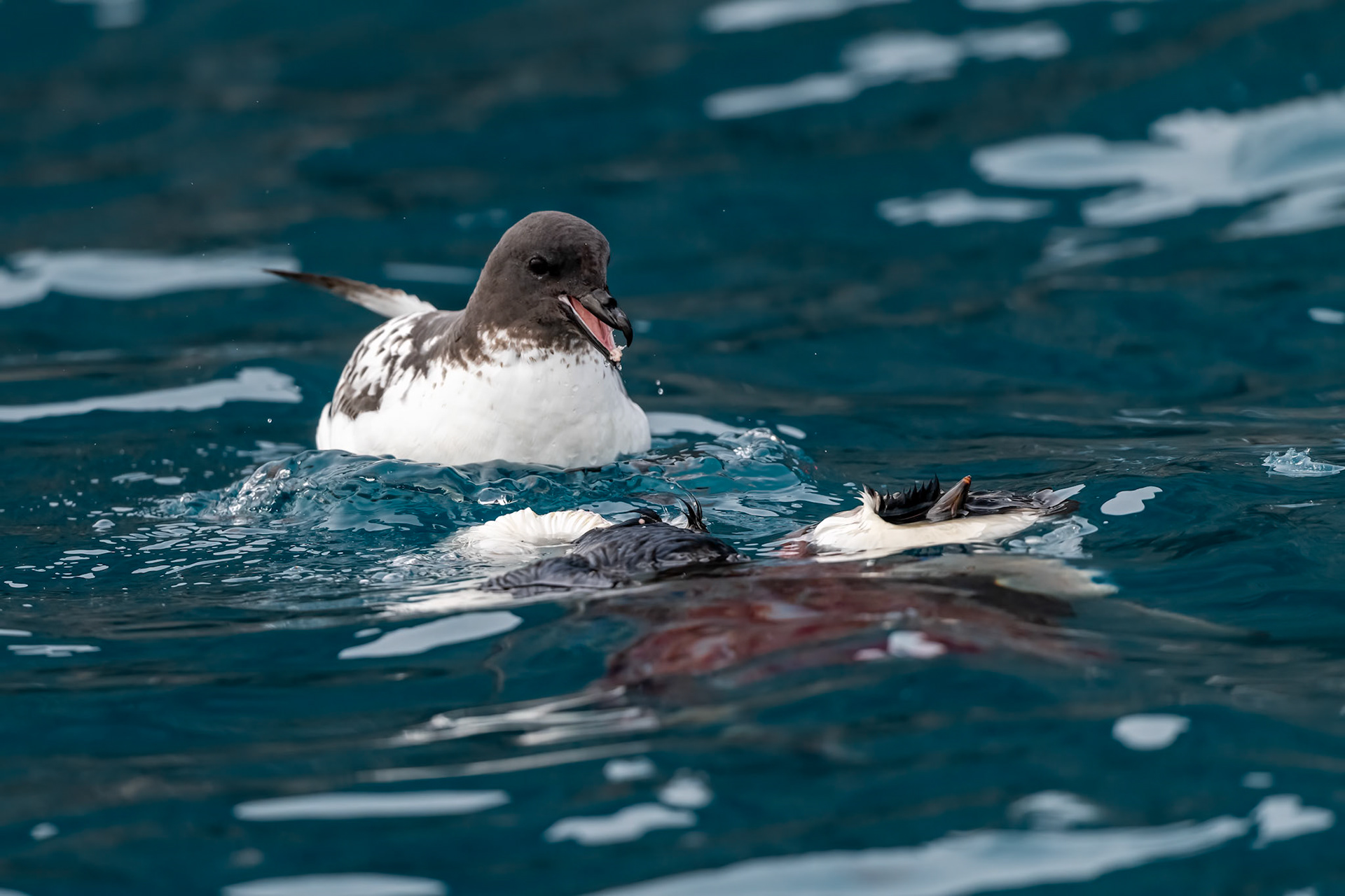 Paulet Island, Antarctica