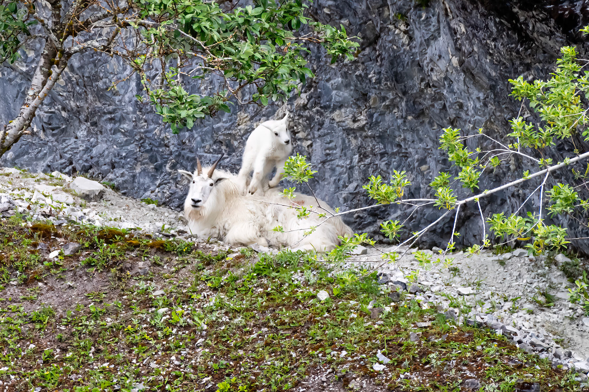 Glacier Bay National Park, AK