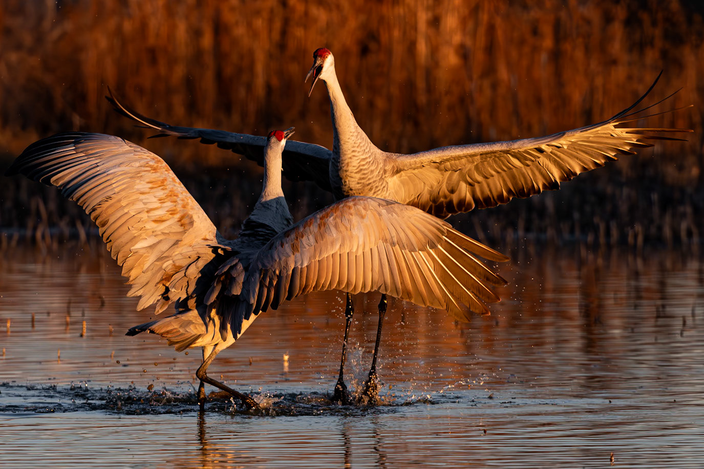 Bernardo Wildlife Area, NM