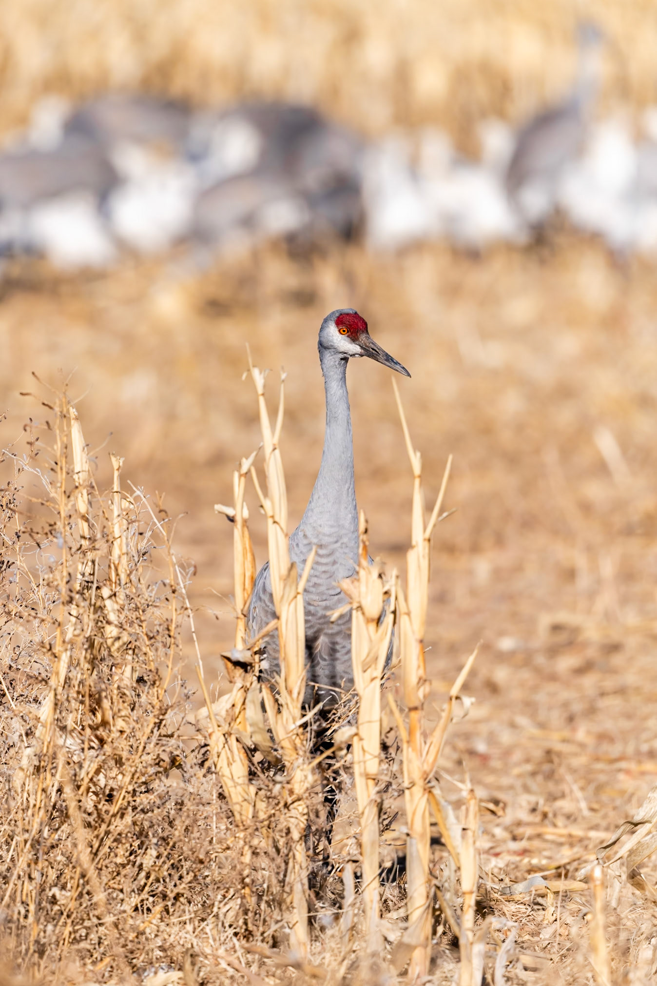 Bernardo Wildlife Area, NM