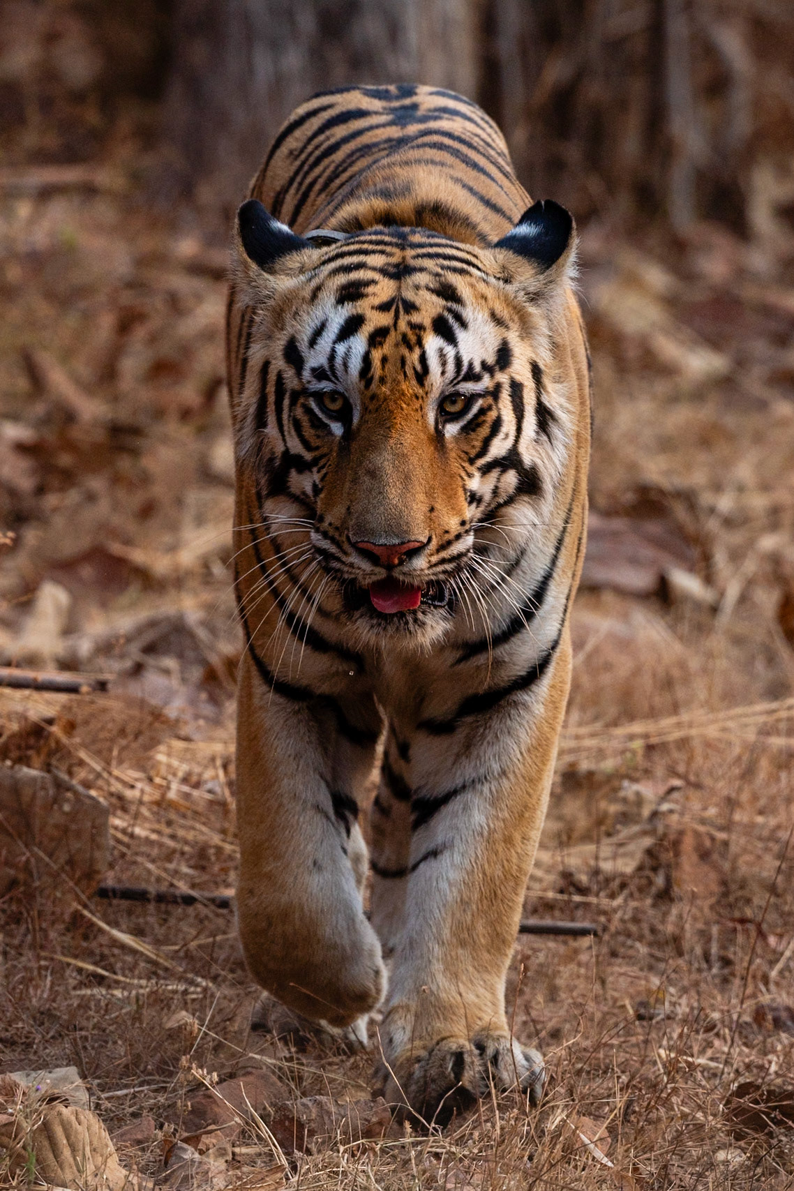 Tadoba Andhari Tiger Reserve