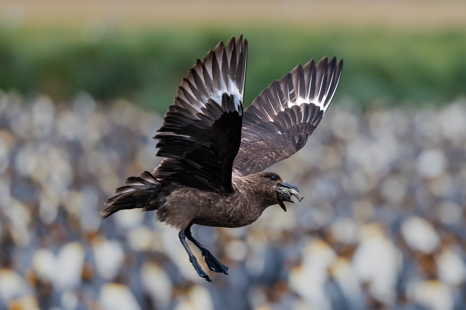 South Georgia