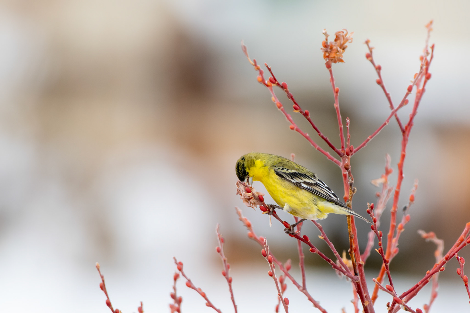 Humboldt-Toiyabe National Forest, NV