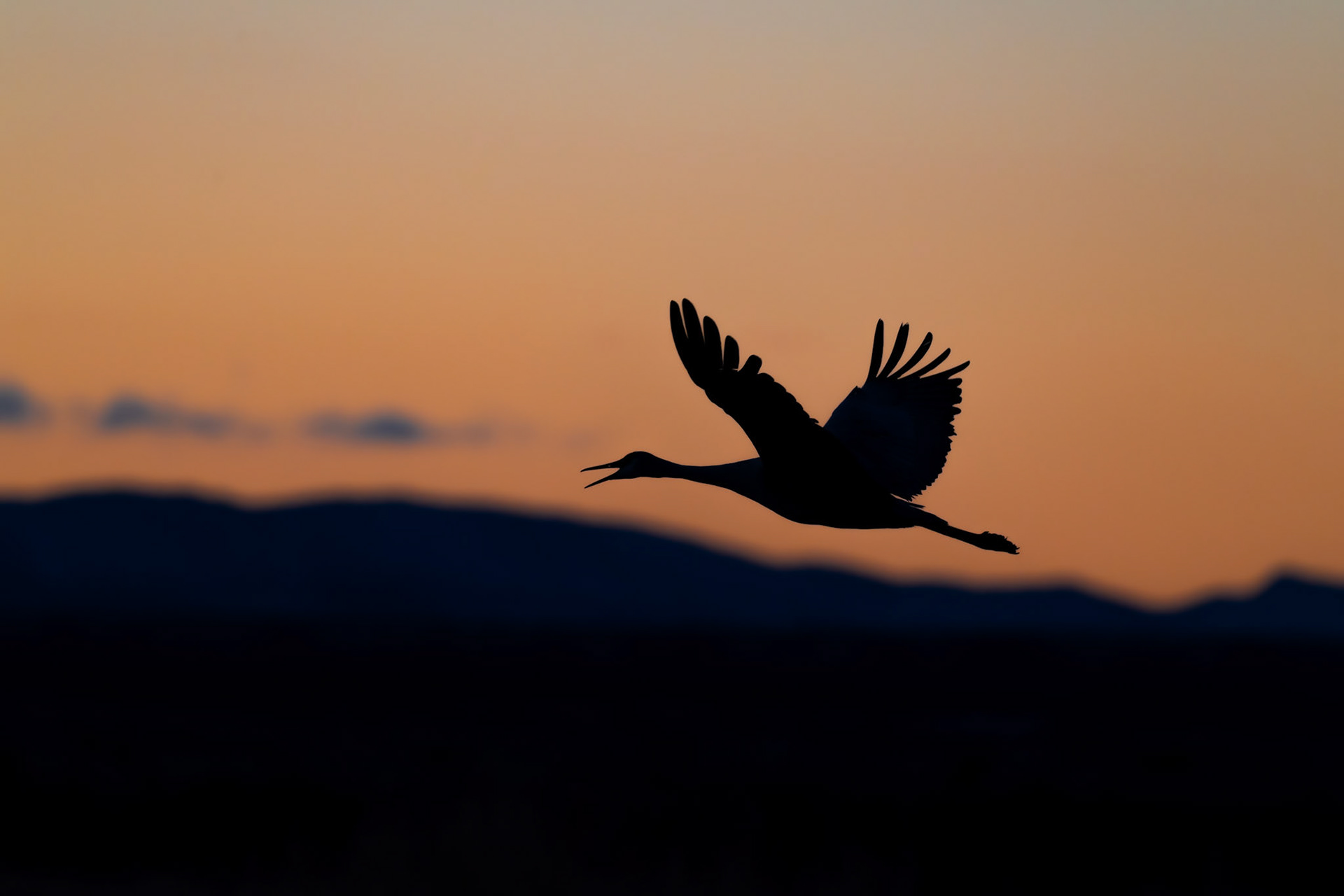 Bernardo Wildlife Area, NM