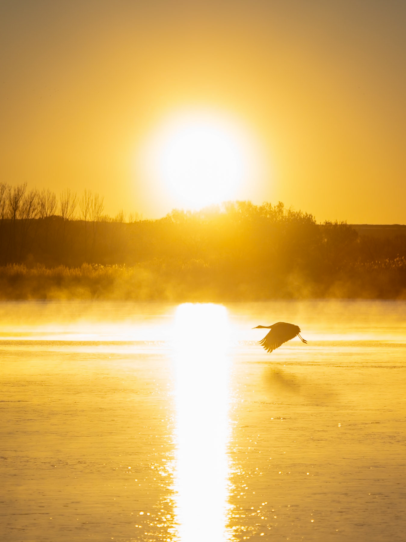 Bosque del Apache NWR, NM