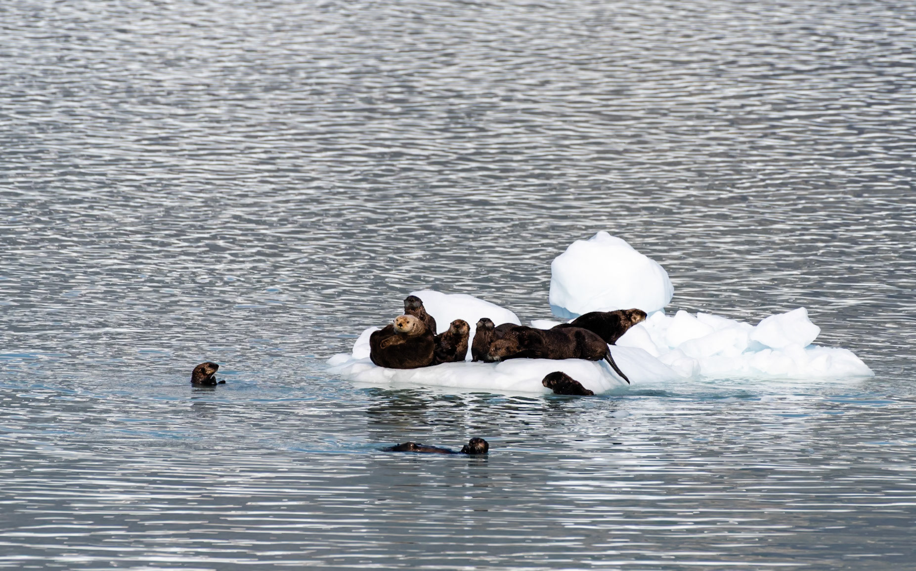 Glacier Bay National Park, AK