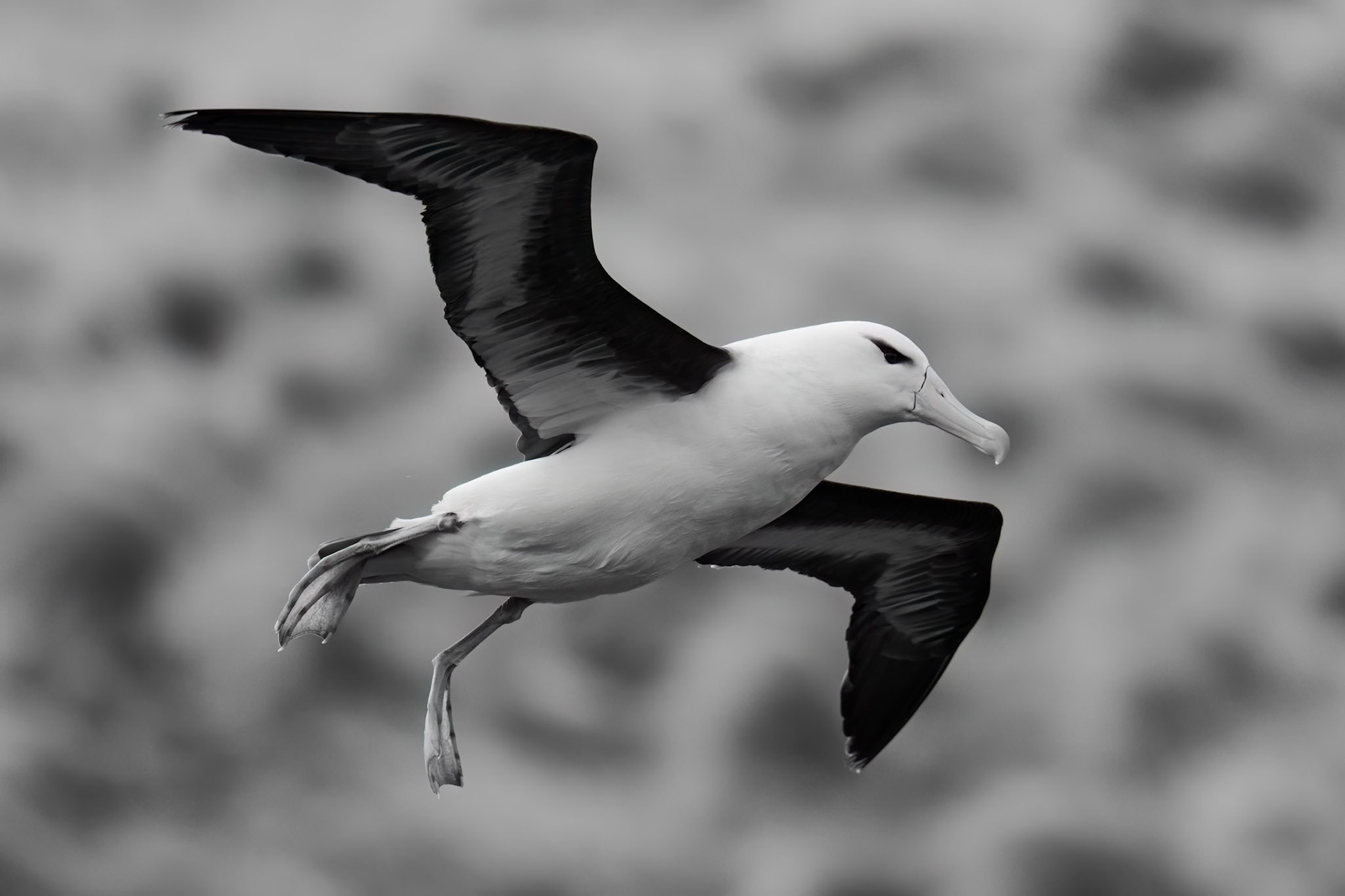 West Point Island, Falklands