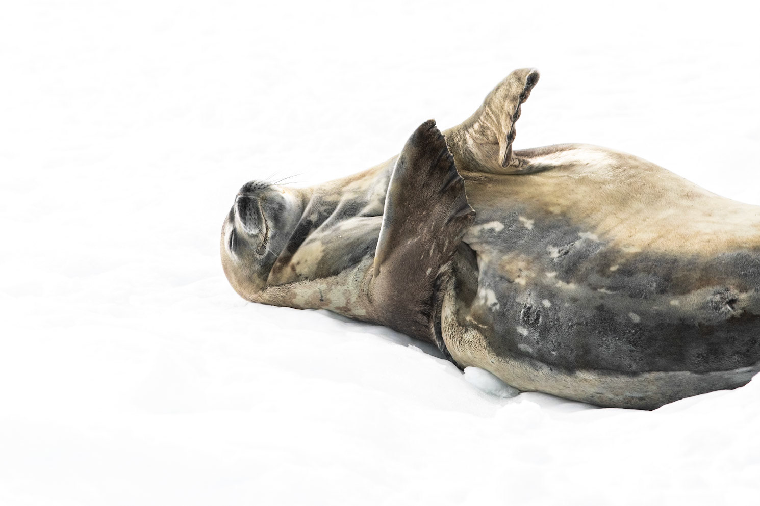 Hydrurga Rocks, Antarctica